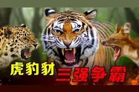 泰国虎豹豺争霸：打架最厉害的老虎，生存竞争却输给了豹和豺视频封面