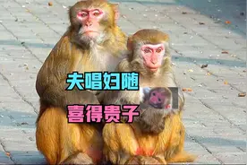 喜结良缘的母猴，珍惜来之不易的幸福生活，夫唱妇随，喜得贵子视频封面