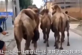 搞笑视频：媳妇儿，我回来了，你还知道回来呀，等你等的饭菜都凉视频封面