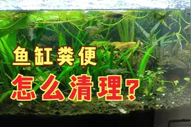 鱼缸底砂中粪便怎么清理？可不处理，水质恶化的原因是食物残渣