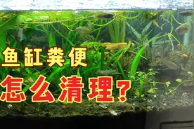 鱼缸底砂中粪便怎么清理？可不处理，水质恶化的原因是食物残渣视频封面