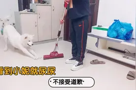 萨摩耶来福看到小妮就尿尿，什么情况？和主人一问一答超搞笑视频封面