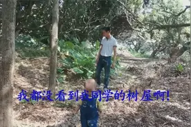 荔枝林里真的有树屋吗？