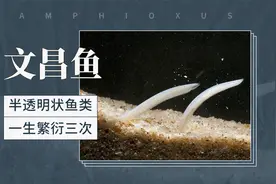 文昌鱼——半透明状鱼类，一生繁衍三次视频封面