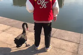 自觉！男生与校内黑天鹅套近乎，天鹅始终与他保持一步距离视频封面