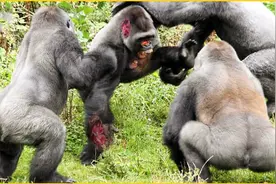 史诗级战斗!愤怒的大猩猩互相攻击,全过程被镜头捕捉视频封面