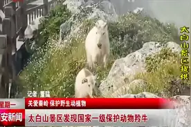 关爱秦岭 保护野生动植物 太白山景区发现国家一级保护动物羚牛视频封面