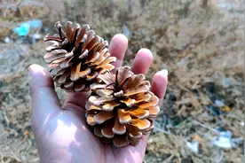 公园里到处都是松树，为什么只见松塔不见松子？我们去一看究竟！