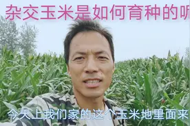 农村大叔家种了4亩玉米，大家看看，杂交玉米是如何育种的呢？