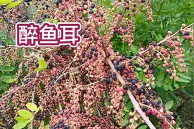 农村马桑全身都有毒，但老百姓对它的用法却很多，你知道几个用法视频封面