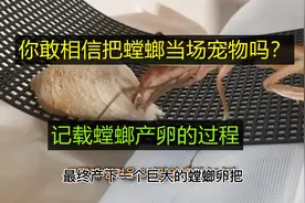 我的宠物螳螂，在交配过程差点吃了公螳螂，记录螳螂产卵的过程