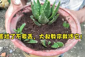芦荟烂了不要丢，大叔教你救活它！视频封面