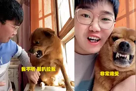 潍坊男孩在家唱歌给狗听，小狗直呼受不了，龇牙咧嘴表达不满视频封面