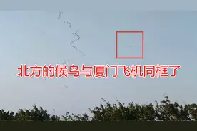 厦门五缘大桥上空出现罕见一幕，数百米长上千只候鸟，飞临厦门岛视频封面