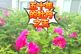生长了50年的特大牡丹花王，经历了三代人，如今又要开花了视频封面