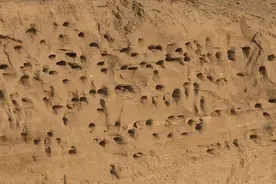 1200多只崖沙燕在河南一湿地公园崖壁安家，一窝可捕食15万只害虫视频封面