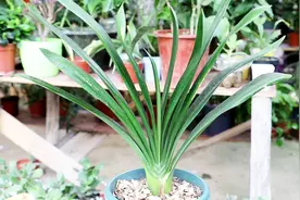 立秋后养君子兰，“换盆换土”是关键，做好了植株冬季猛开花视频封面