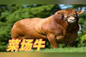 菜市场买的牛肉是啥品种的？，中国常见的牛肉品种你知道吗？