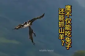 鹰这么强？不仅能吃兔子，还能抓山羊视频封面