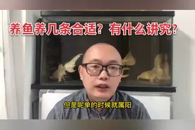 养鱼养几条合适？有什么讲究？视频封面