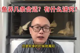 养鱼养几条合适？有什么讲究？视频封面