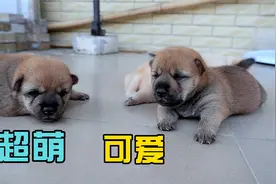 小奶狗出生15天了，第一次换新地方，嘤嘤叫的样子超萌可爱视频封面