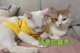 小猫一般吃奶到几岁呀！成年大猫还缠着妈妈要奶吃，我真服了
