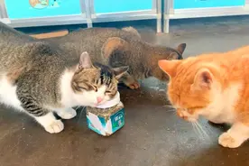 吸完猫薄荷直接上头，六亲不认，欲仙欲死！