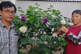 朱大哥去菜地翻地，朱嫂在院子里嫁接玫瑰花，真好看视频封面