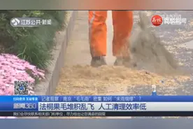 南京法桐果毛堆积乱飞，金陵城被“毛毛雨”全面包围！