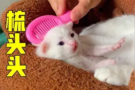 小奶猫要多梳头，才能健康长大，小猫咪出生1到15天变化萌爆了！