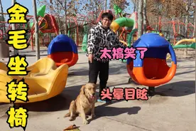 小亮把金毛放转椅上转晕它，谁知它的反应真是搞笑，躺地上不敢动视频封面