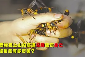 广西村民扫墓遭马蜂蛰伤身亡，马蜂到有多厉害？该如何紧急避险？视频封面
