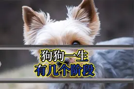 狗狗一生的几个阶段，你需要知道！视频封面