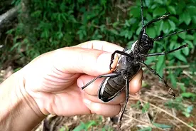 抓了个超大天牛，嘴巴如巨钳，咬一下就爽了