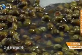 螺蛳拟被列为国家二级保护动物，螺蛳，还能放心吃吗？视频封面