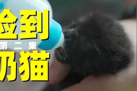 路边捡到小奶猫，发现各种问题太难养！视频封面