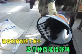 幼犬期细小病毒多发死亡率高，看老舅怎么治理，这几种药能治好吗