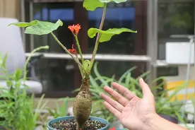 什么花有个大肚子？它就是佛肚海棠，园艺师教你，它漂亮又好养