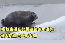 拯救生活在北极迷路的小海豹，人类抚养它长大后帮它重返海洋视频封面