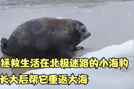 拯救生活在北极迷路的小海豹，人类抚养它长大后帮它重返海洋视频封面