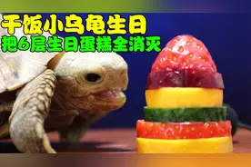 干饭小乌龟生日，直接把6层生日蛋糕全消灭，看完真解压！视频封面