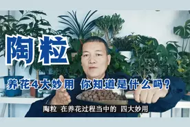 陶粒在养花中的4大妙用，你知道是什么吗？