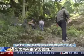 杭州第三只出逃金钱豹野外生存状态引担忧视频封面