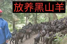 湖南农村60岁老人深山放养100多只黑山羊，一年卖羊能赚7-8万元！视频封面