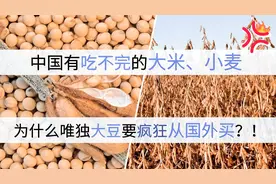 中国有吃不完的大米、小麦，为啥还要大量进口大豆。视频封面