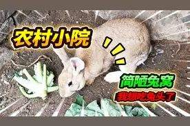 荒废小院改成动物园，铁网砖头做出兔子小窝，丰富小院我是认真的视频封面