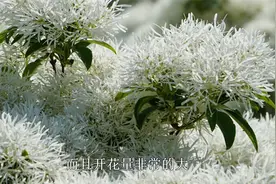 流苏又叫“四月雪”，四月开花满树雪白，繁花如雪，纯洁又美丽视频封面