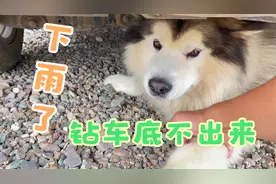 带狗狗自驾游遇到下雨，狗狗竟然钻车底躲雨，把主人气得哭笑不得视频封面