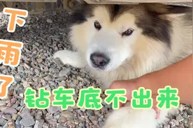 带狗狗自驾游遇到下雨，狗狗竟然钻车底躲雨，把主人气得哭笑不得视频封面